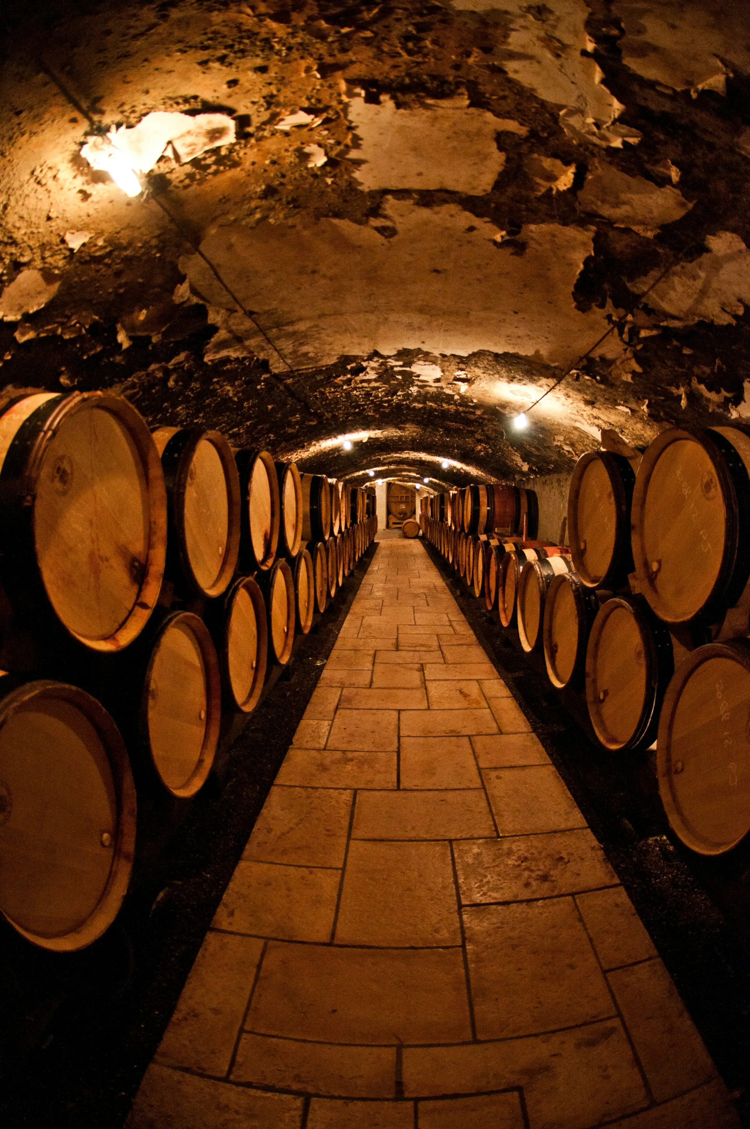 Oak barrels in the cellar