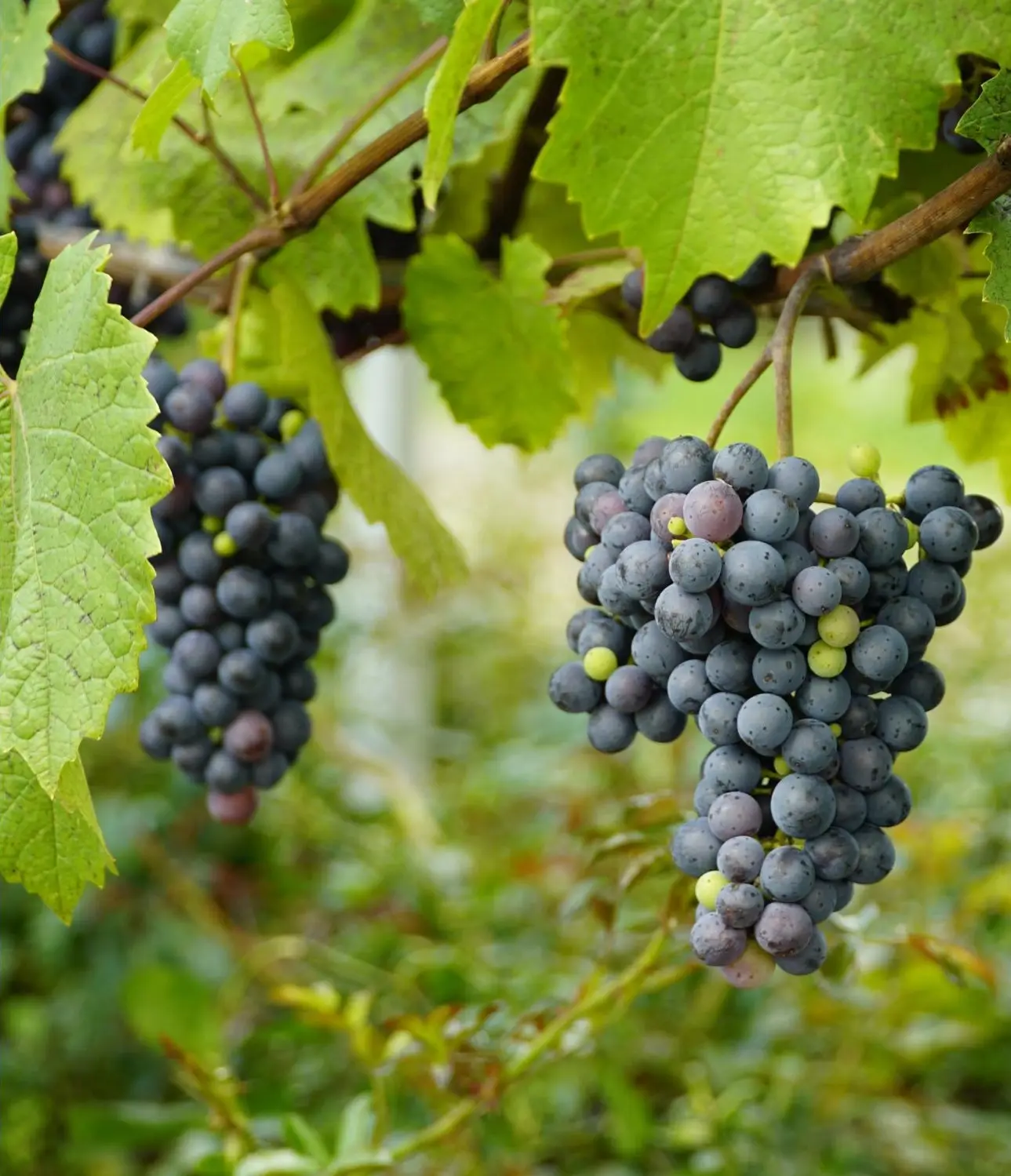 Grapes on the vine, El Paso