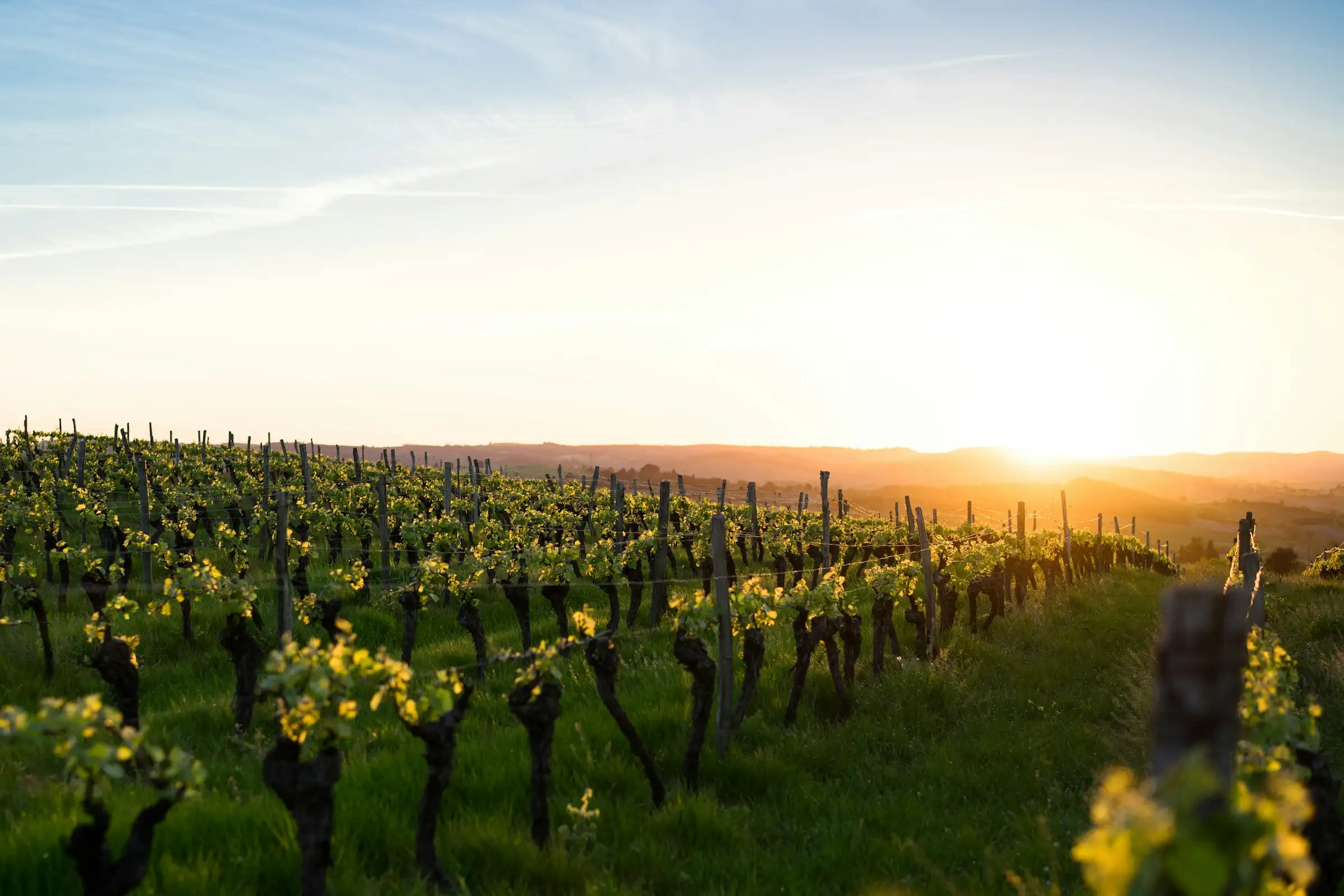 Research vineyard