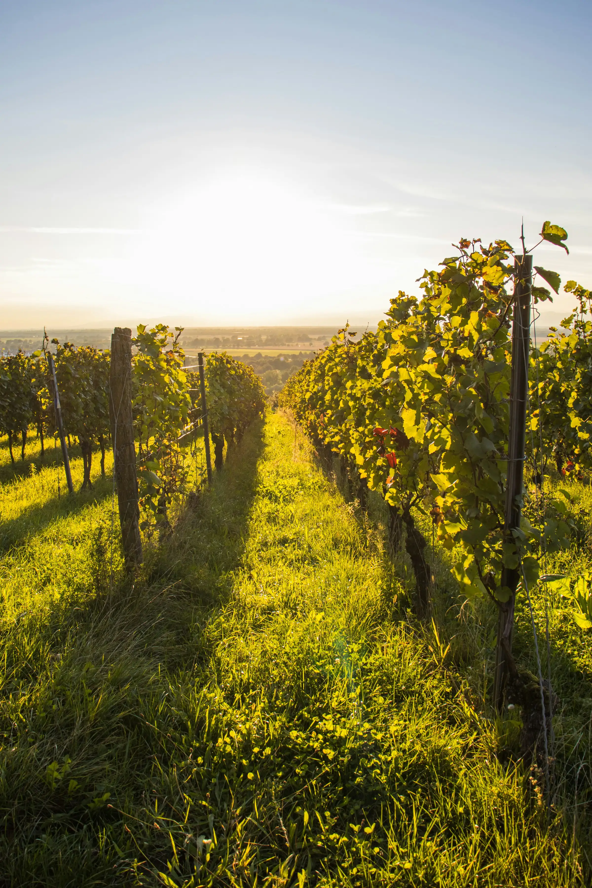 El Paso vineyard