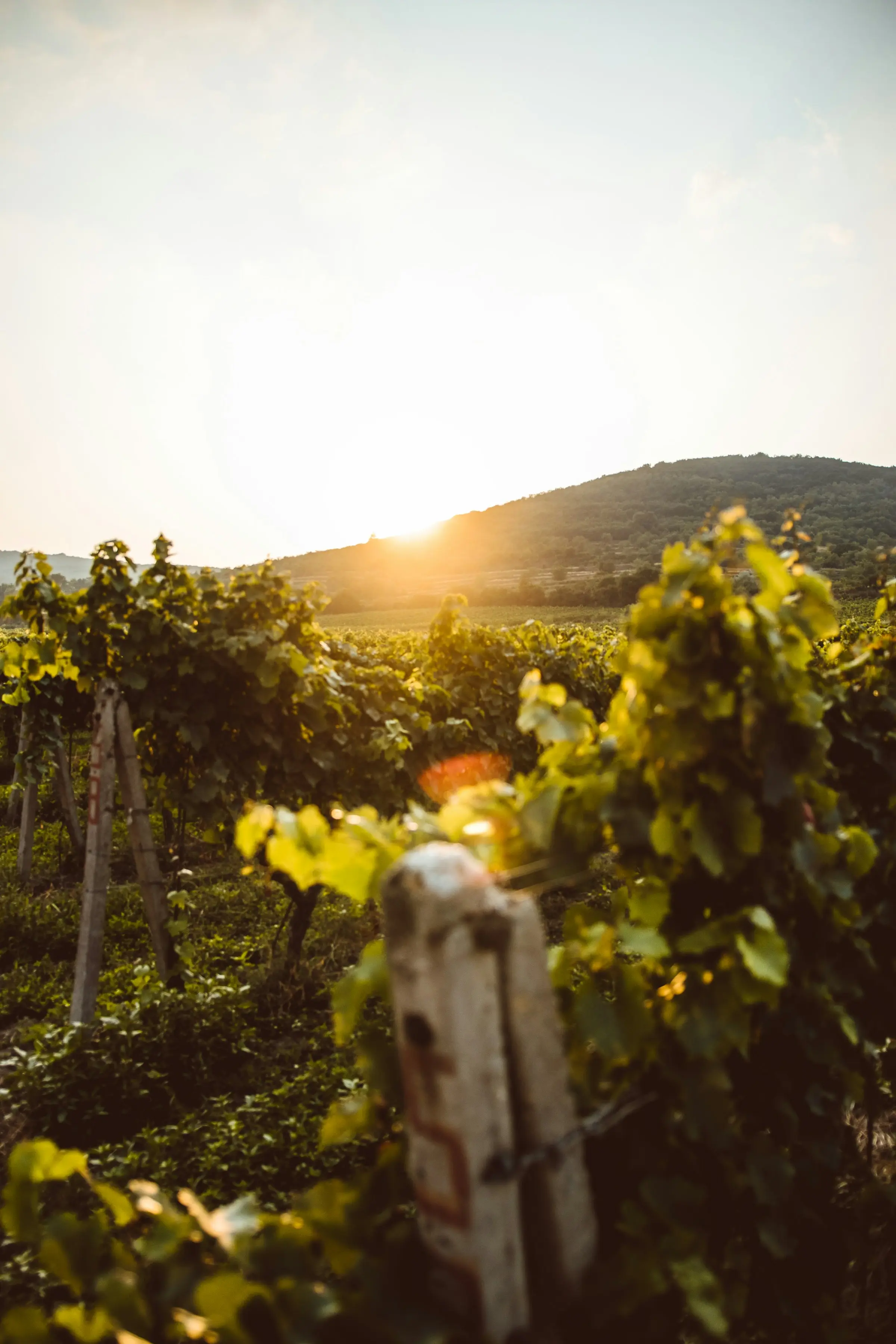 Research vineyard, Texas A&M